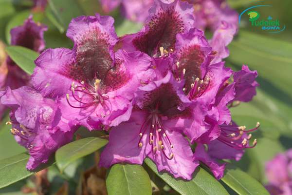 Rhododendron Orakel